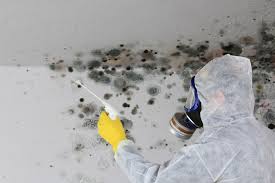 Best Black Mold Removal  in Polkton, NC